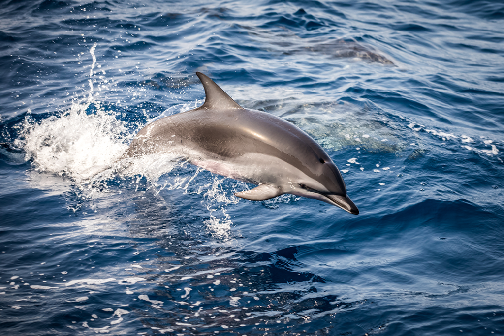 Dolphin Watching 1 Dolphins in Marbella